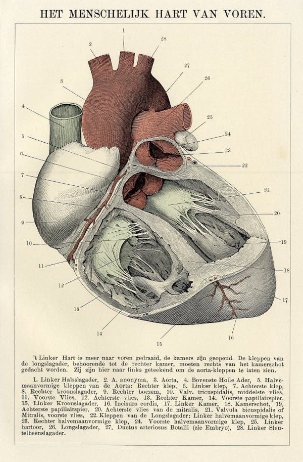 afbeelding van prent Het Menschelijk hart van voren van Winkler Prins (Geneeskunde)