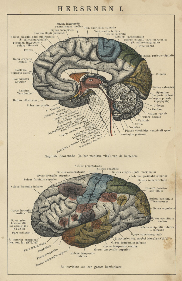afbeelding van prent Hersenen 1 van Winkler Prins (Geneeskunde)