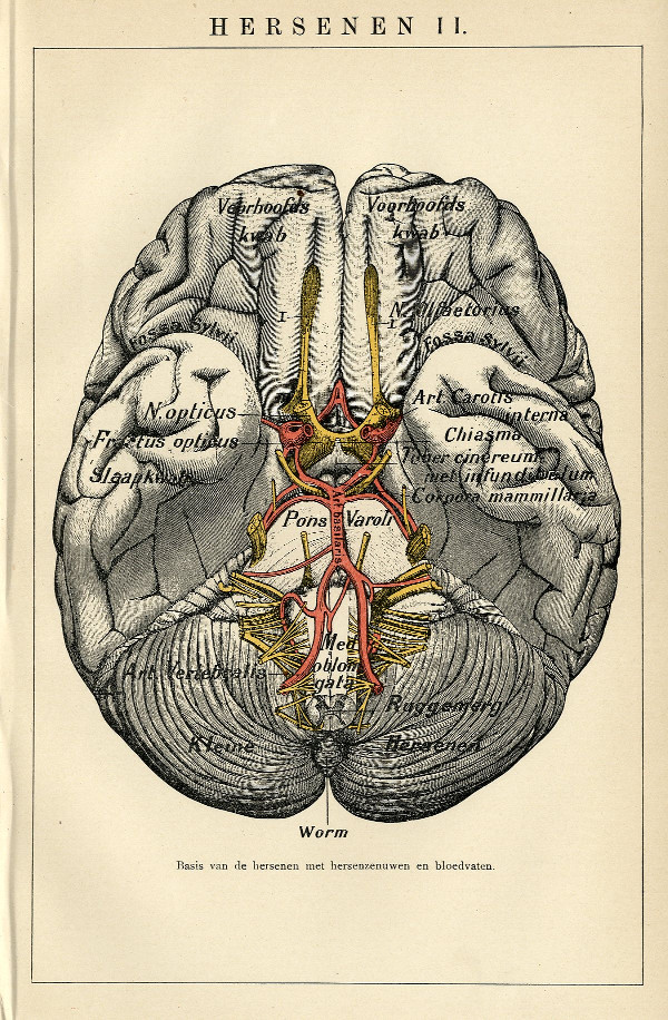 afbeelding van prent Hersenen II van Winkler Prins (Geneeskunde)