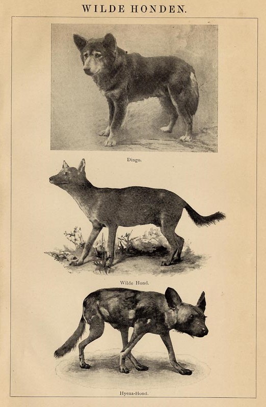 afbeelding van prent Wilde Honden van Winkler Prins (Hond)
