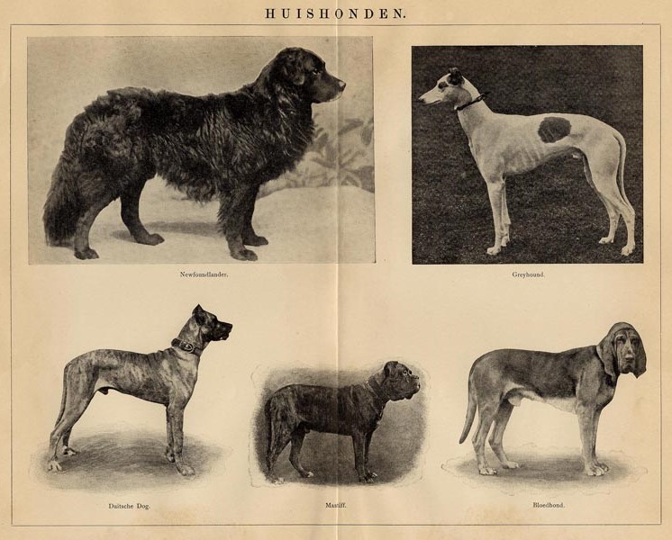afbeelding van prent Huishonden van Winkler Prins (Hond)