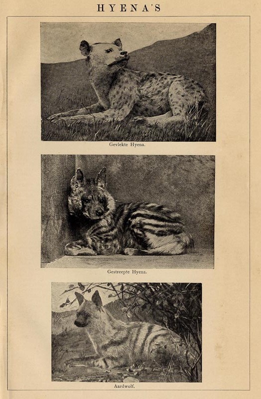 afbeelding van prent Hyena´s van Winkler Prins