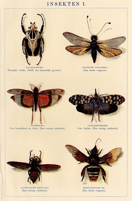 afbeelding van prent Insekten I van Winkler Prins