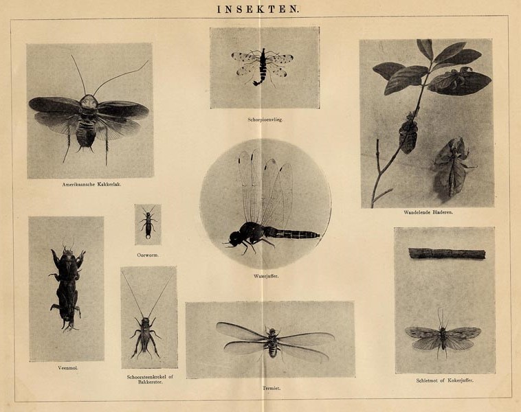 afbeelding van prent Insekten II van Winkler Prins