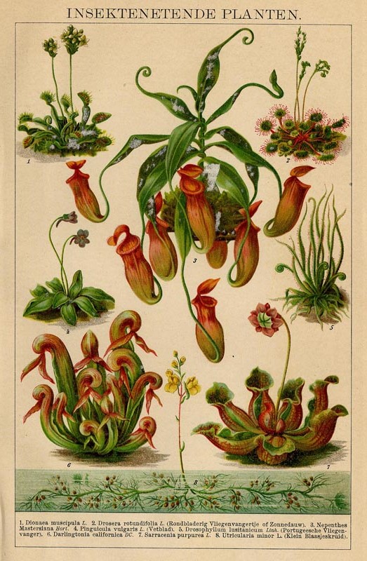 afbeelding van prent Insektenetende planten van Winkler Prins