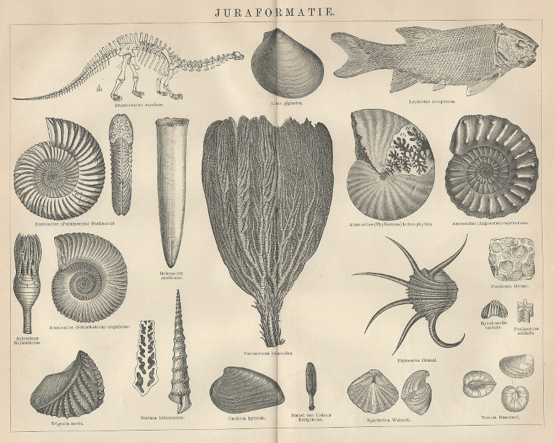 afbeelding van prent Juraformatie van Winkler Prins (Paleontologie)