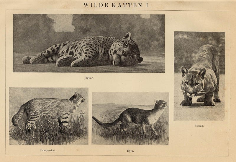 afbeelding van prent Wilde Katten I van Winkler Prins (Kat en katachtige)