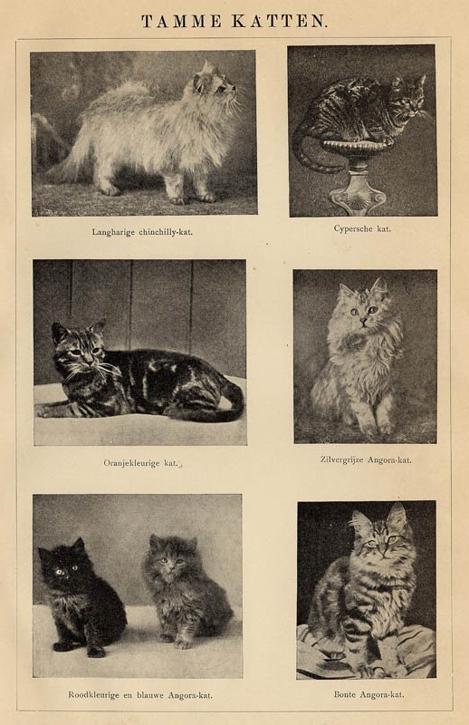 afbeelding van prent Tamme katten van Winkler Prins (Kat en katachtige)