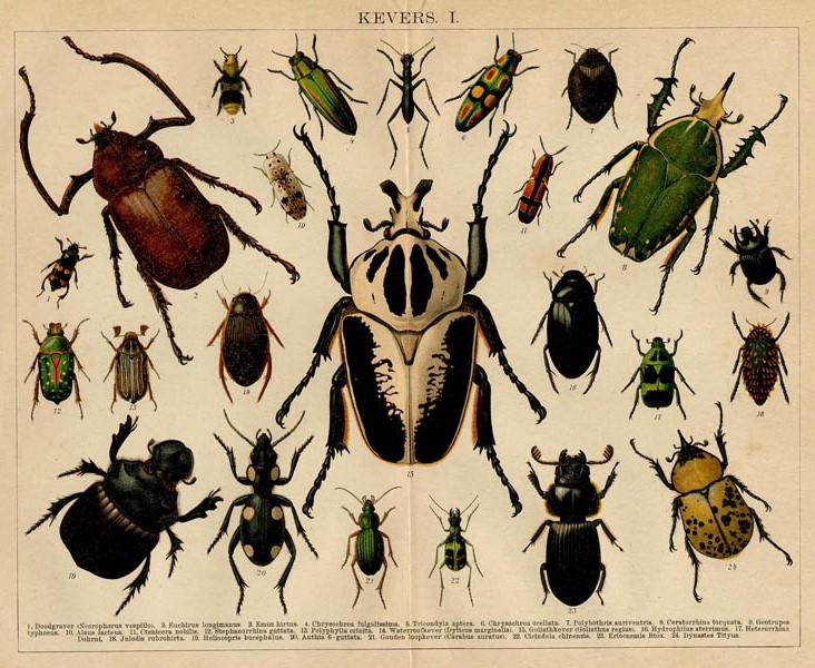 afbeelding van prent Kevers I van Winkler Prins (Insect)