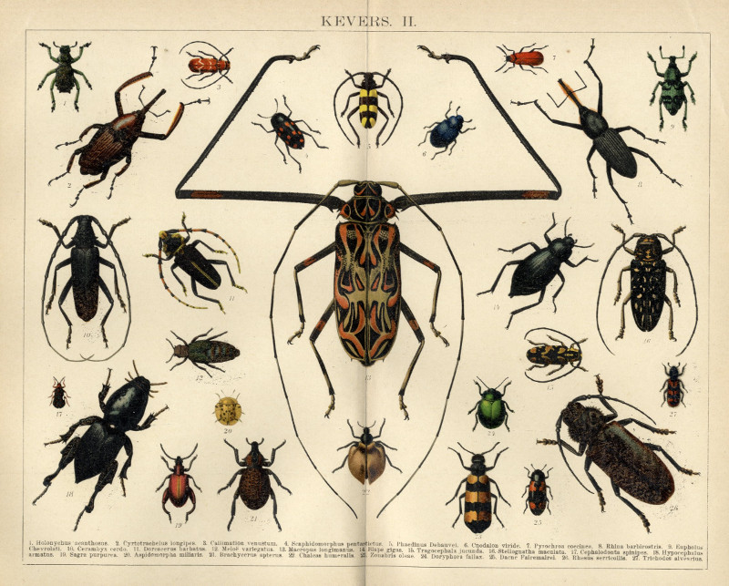 afbeelding van prent Kevers II van Winkler Prins (Insect)