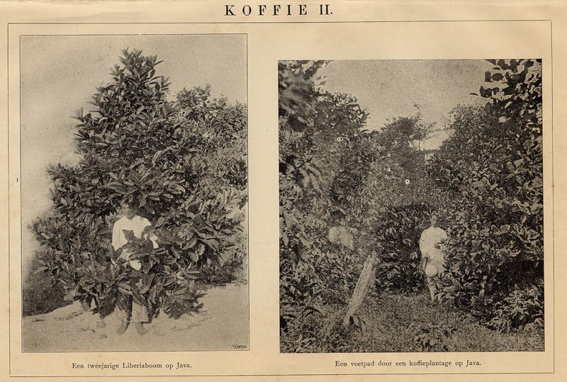 afbeelding van prent Koffie II van Winkler Prins