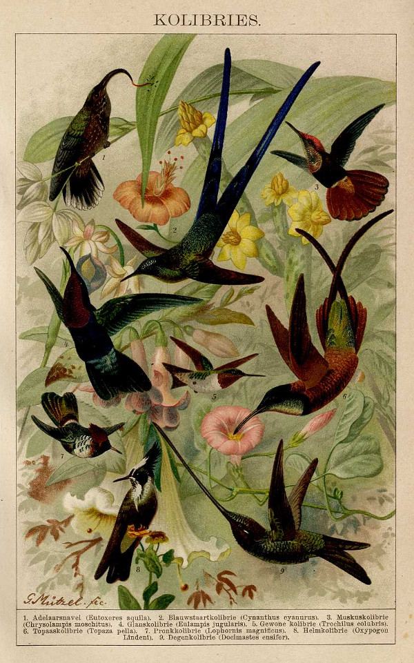 afbeelding van prent Kolibries van G. Mützel (Vogel)