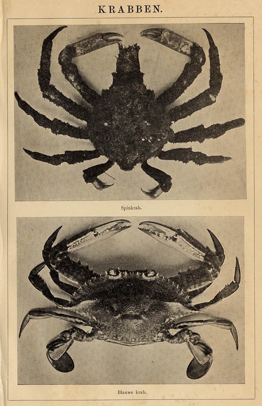 afbeelding van prent Krabben van Winkler Prins