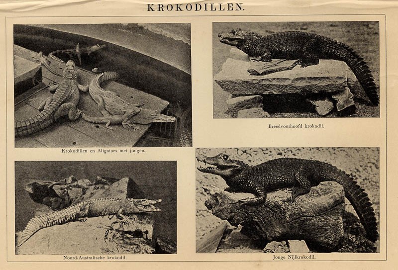 afbeelding van prent Krokodillen van Winkler Prins (Krokodil)