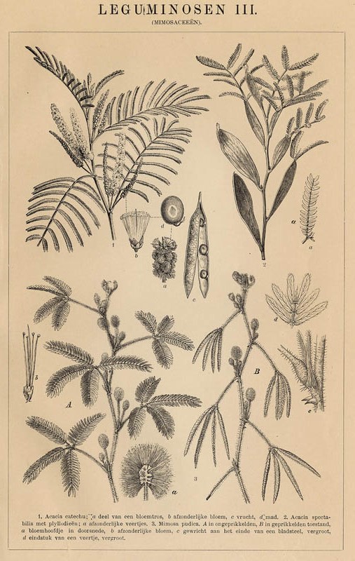 afbeelding van prent Leguminosen III (Mimosaceeën) van Winkler Prins