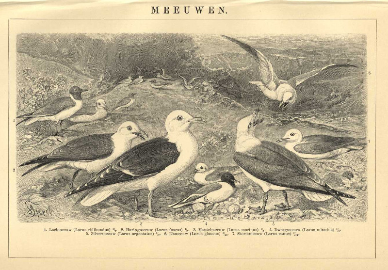 afbeelding van prent Meeuwen van Winkler Prins (Vogel)