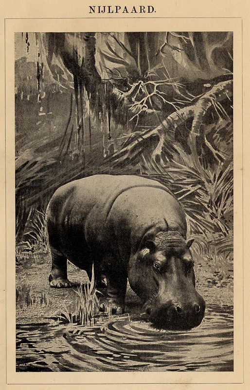 afbeelding van prent Nijlpaard van Winkler Prins