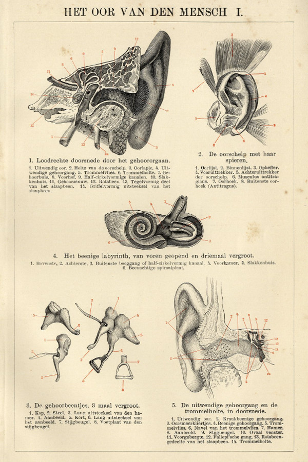 afbeelding van prent Het oor van den mensch I van Winkler Prins (Geneeskunde)