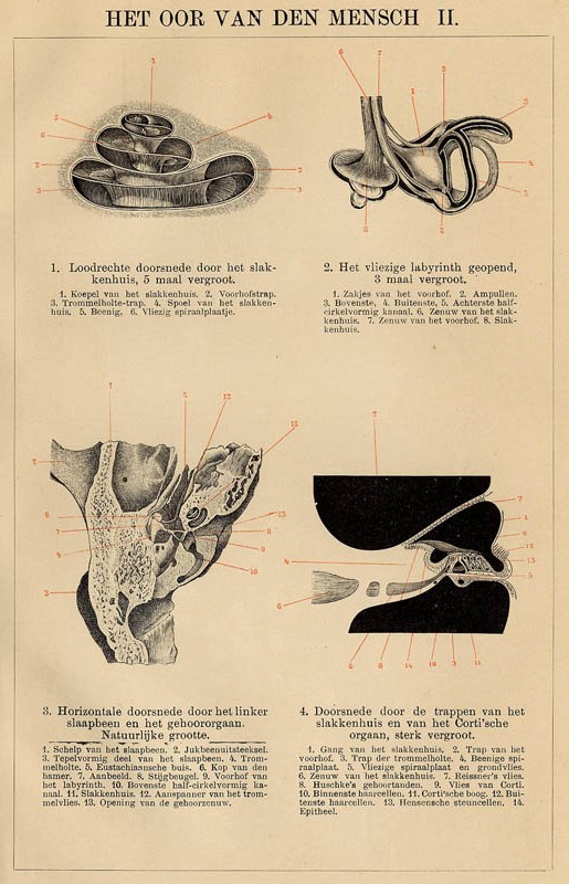 afbeelding van prent Het oor van den mensch II van Winkler Prins (Geneeskunde)
