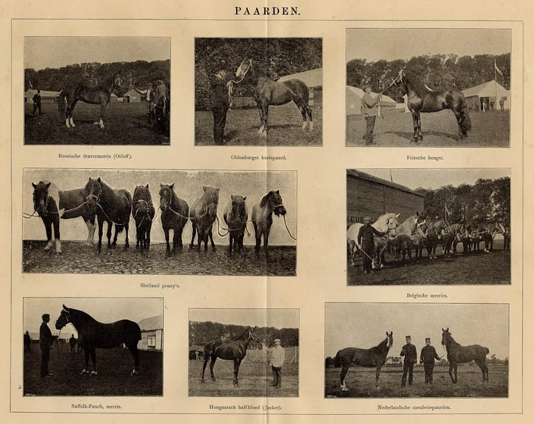 afbeelding van prent Paarden van Winkler Prins (Paard)