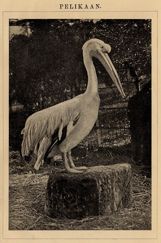 afbeelding van prent Pelikaan van Winkler Prins (Vogel)