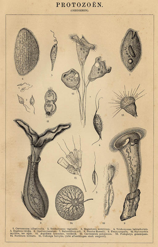 afbeelding van prent Protozoën (Oerdieren) van Winkler Prins