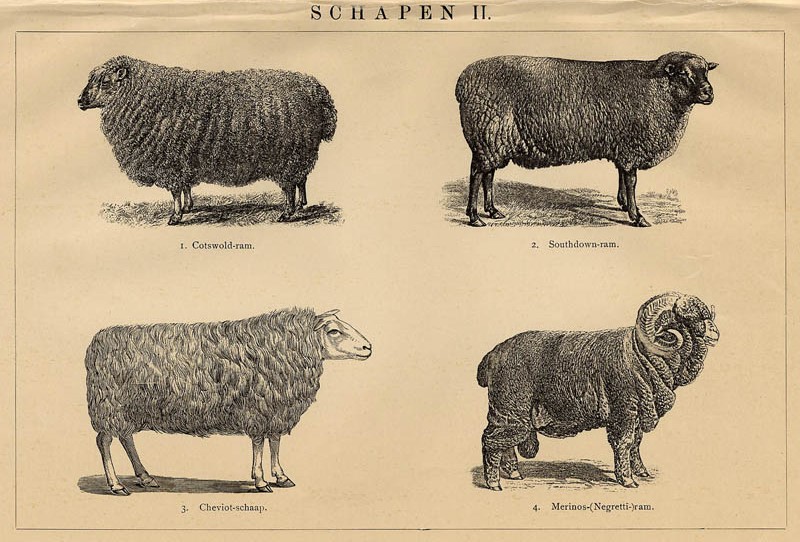 afbeelding van prent Schapen II van Winkler Prins (Schaap)