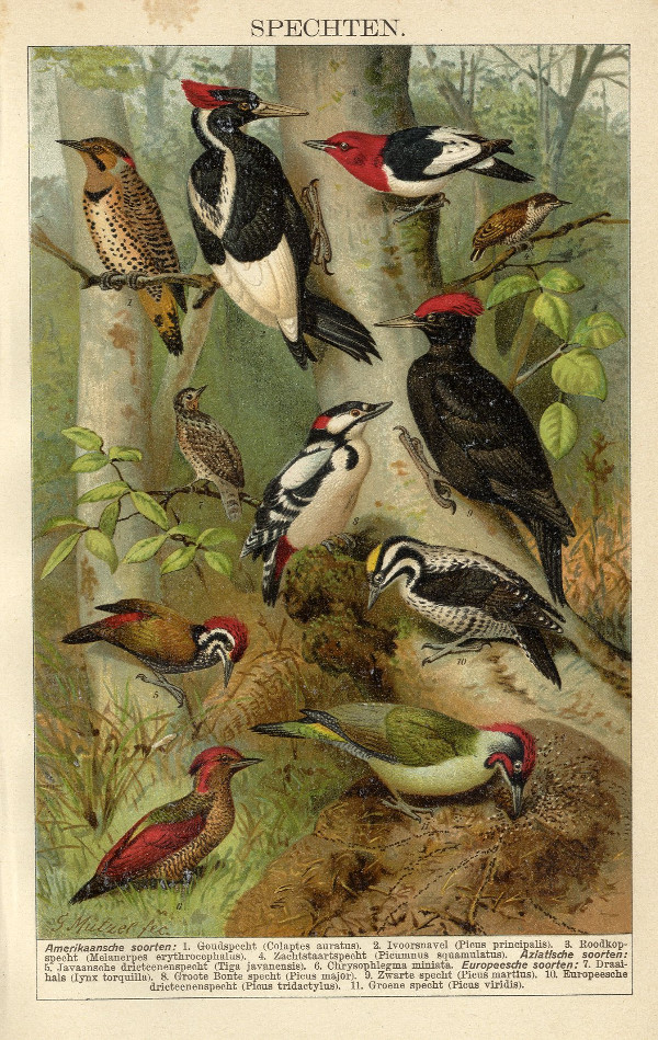 afbeelding van prent Spechten (Woodpeckers) van G. Mützel (Vogel)