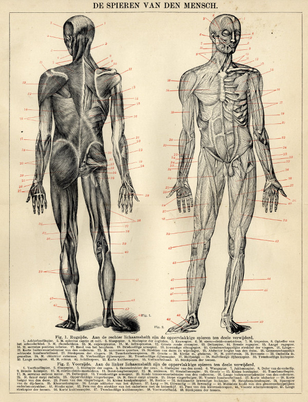 afbeelding van prent De Spieren van den Mensch (Human Muscles) van Winkler Prins (Geneeskunde)