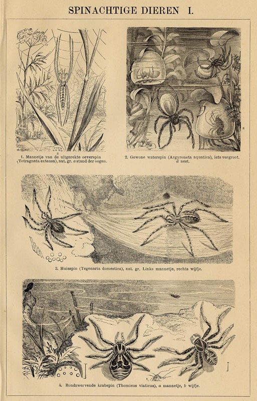 afbeelding van prent Spinachtige dieren I van Winkler Prins (Spin)