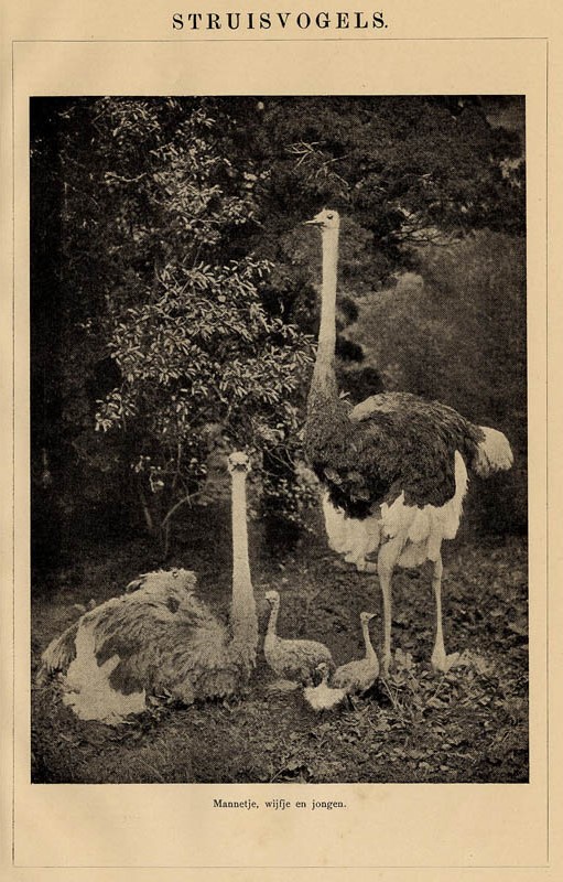 afbeelding van prent Struisvogels van Winkler Prins (Vogel)