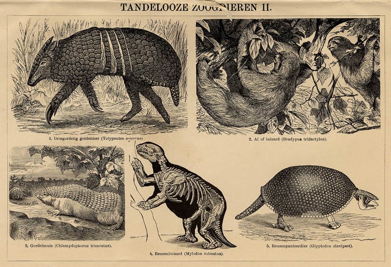 afbeelding van prent Tandelooze zoogdieren II van Winkler Prins