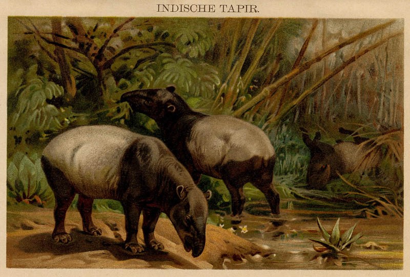 afbeelding van prent Indische Tapir van Winkler Prins