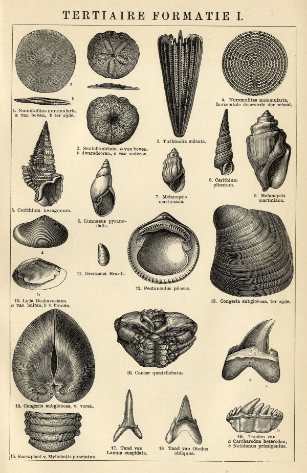 afbeelding van prent Tertiaire formatie I van Winkler Prins (Paleontologie)