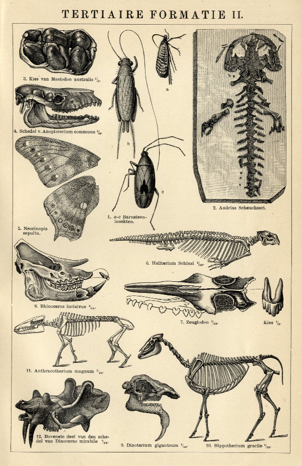 afbeelding van prent Tertiaire formatie II van Winkler Prins (Paleontologie)