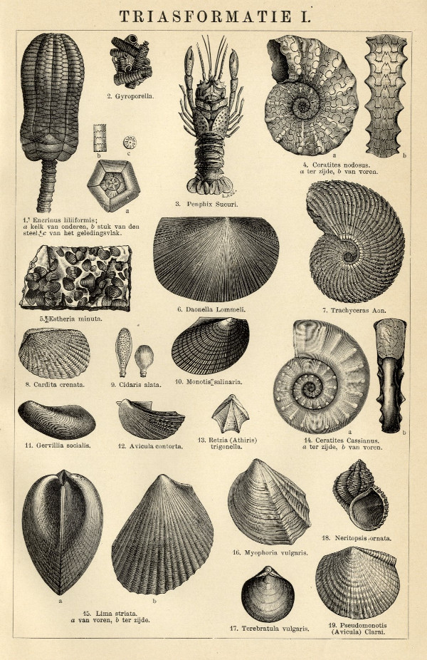 afbeelding van prent Triasformatie I van Winkler Prins (Paleontologie)