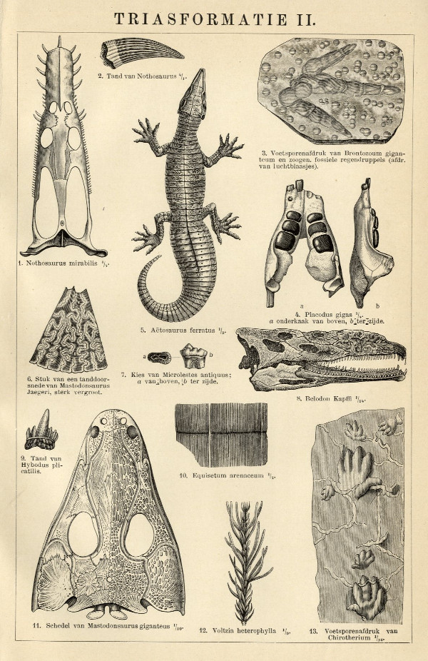 afbeelding van prent Triasformatie II van Winkler Prins (Paleontologie)