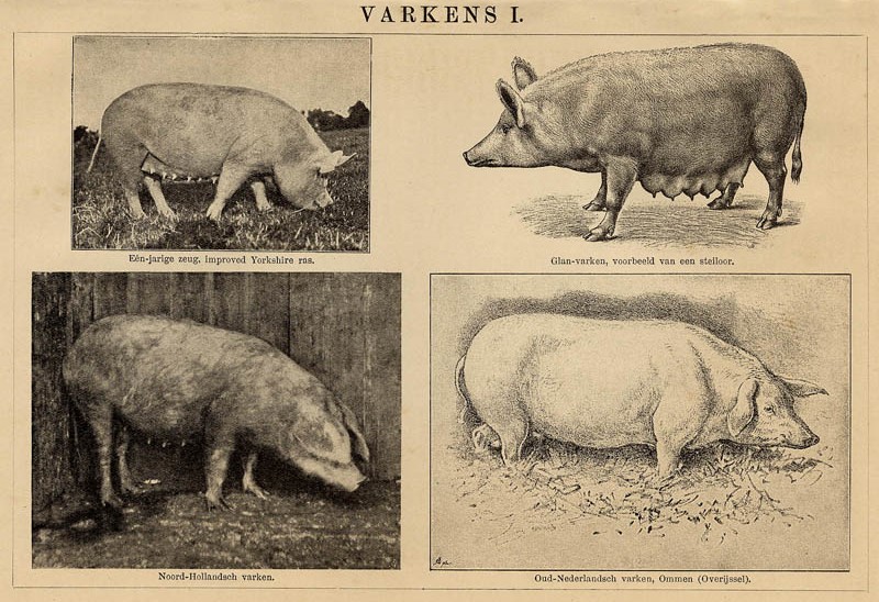 afbeelding van prent Varkens I van Winkler Prins (Varken)