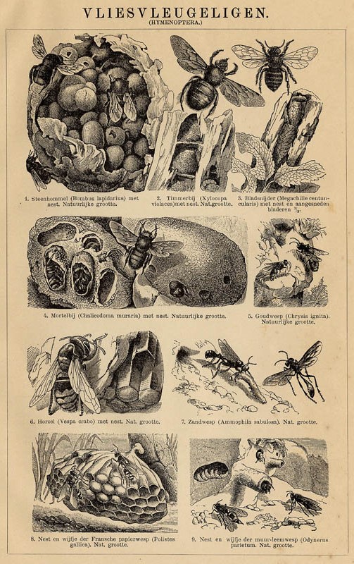 afbeelding van prent Vliesvleugeligen (Hymenoptera) van Winkler Prins