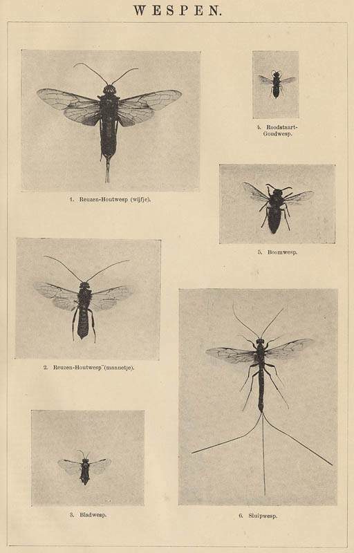 afbeelding van prent Wespen van Winkler Prins (Insect)