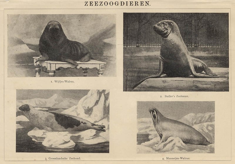 afbeelding van prent Zeezoogdieren van Winkler Prins