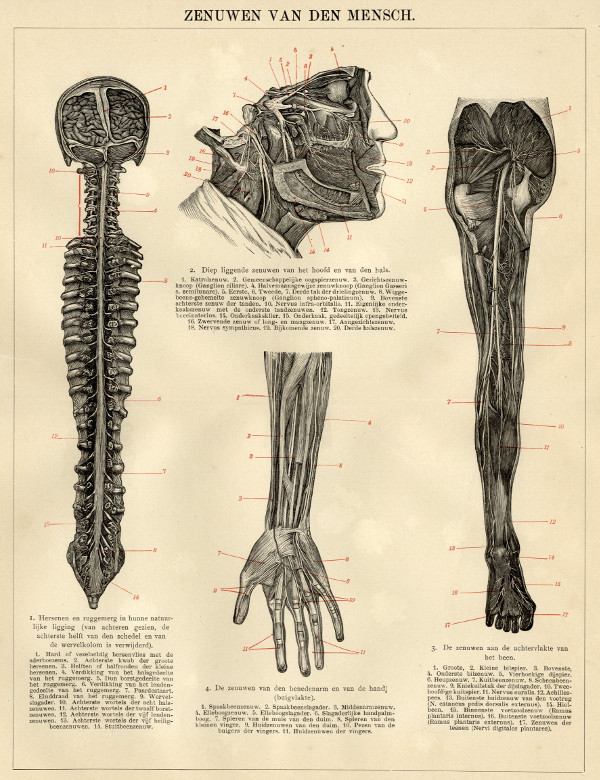 afbeelding van prent Zenuwen van den mensch van Winkler Prins (Geneeskunde)