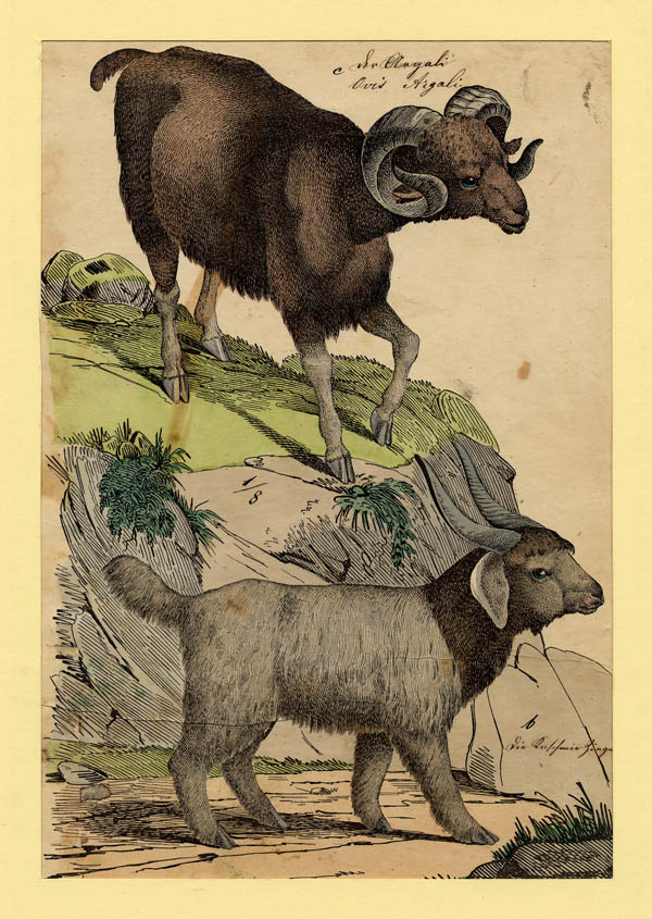 afbeelding van prent Ovis Argali van mogelijk C. Schultz