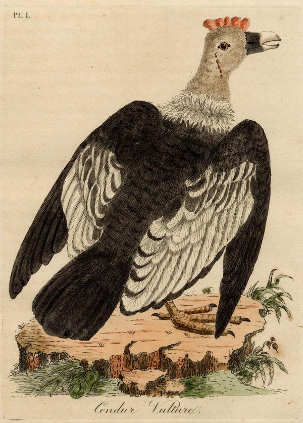 afbeelding van prent Condur Vulture van nn (Vogel)