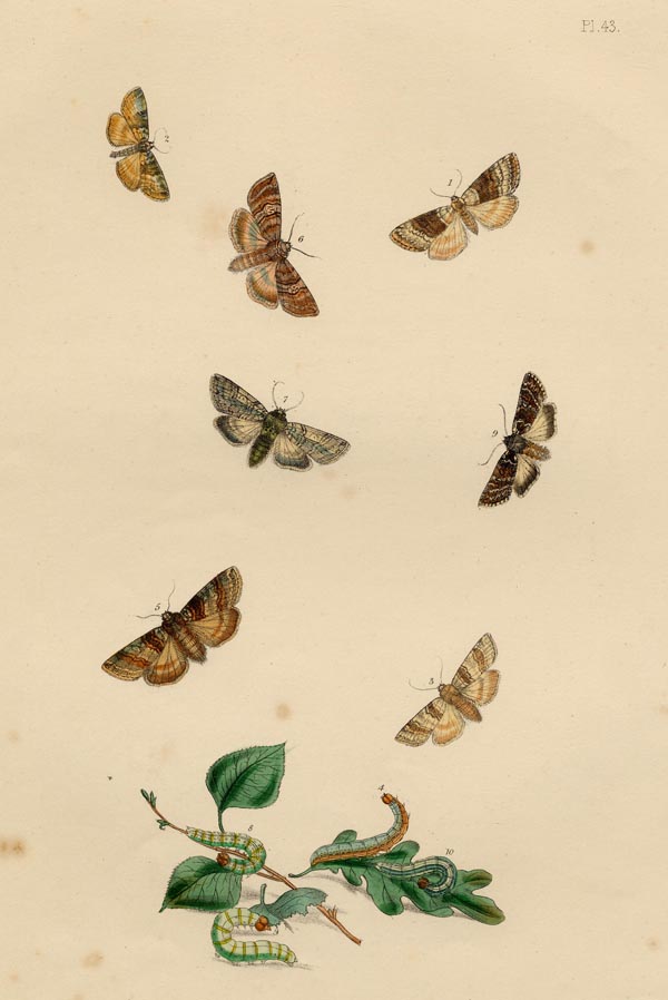 afbeelding van prent Pl. 43 Motten en rupsen van H.N. Humphreys (Insect)
