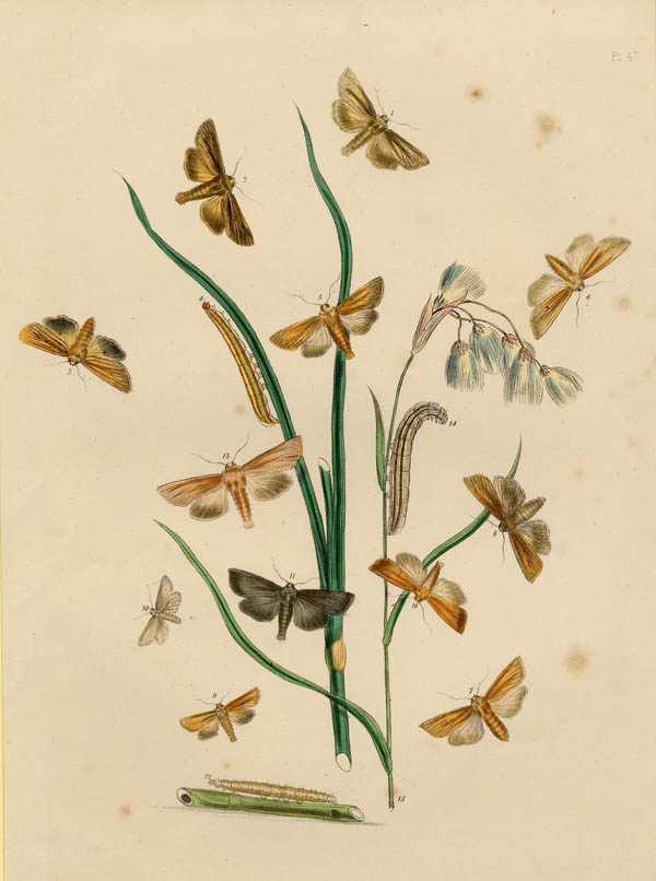 afbeelding van prent Pl. 47 Motten en rupsen van H.N. Humphreys (Insect)