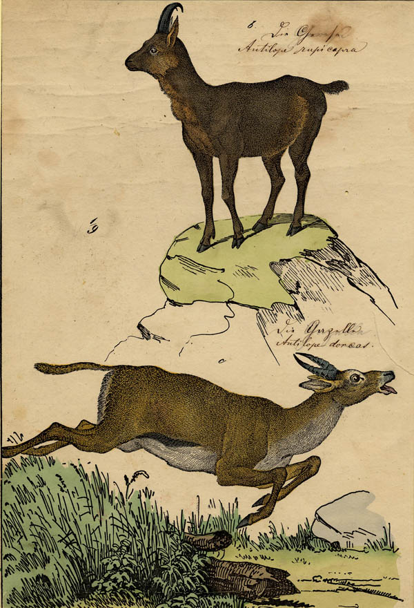 afbeelding van prent Antilope rupicapra, antilope dorcas van C. Schultz