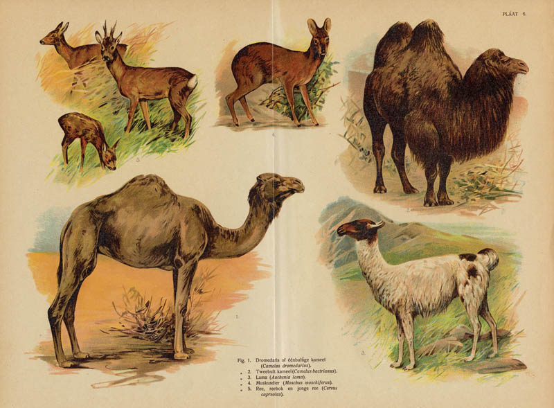 afbeelding van prent Dromedaris, kameel, lama, muskusdier, ree van nn