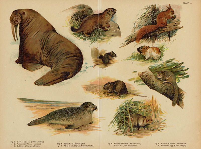 afbeelding van prent Diverse diersoorten van nn
