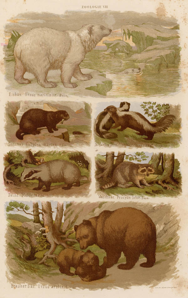 afbeelding van prent Diverse diersoorten met onderschrift van S. Czeiger